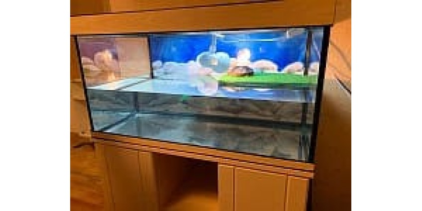Какой аквариум нужен для красноухих черепах?