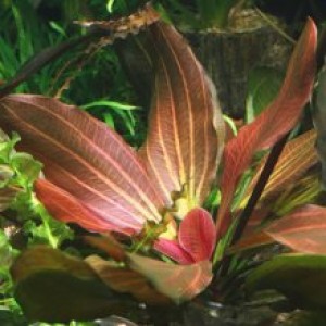 Эхинодорус красный жемчуг  купить в интернет магазине Долина аквариумов