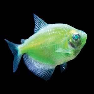 Тернеция зеленая GLO FISH  3 см купить в магазине Долина Аквариумов