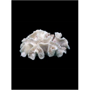 Коралл для аквариума Открытый мозг купить в магазине Долина Аквариумов