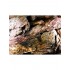 Камень дракон, 290 руб/кг купить в магазине Долина Аквариумов - дополнительное фото № 3