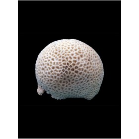 Коралл для аквариума Мозговик купить в магазине Долина Аквариумов